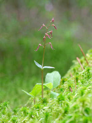 Southern Twayblade Orchid