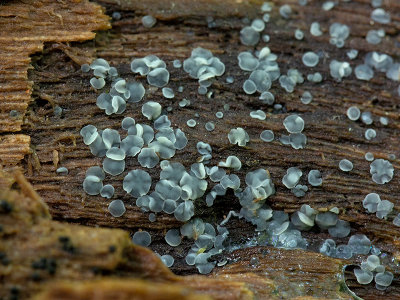 Common Grey Disco Fungus