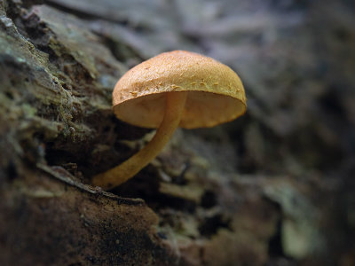 Russet-scaly Trich Mushroom