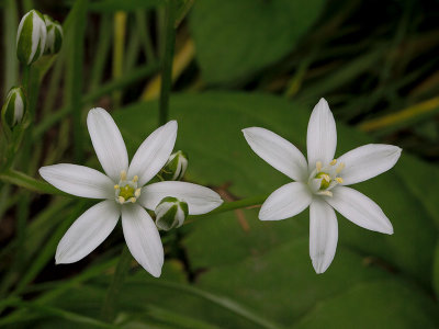 Star of Bethlehem