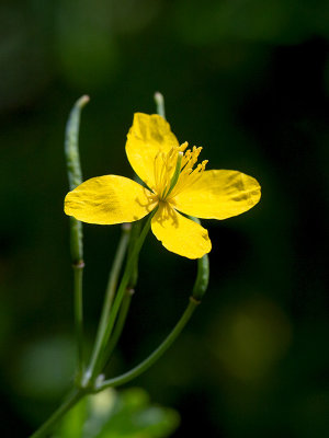 Greater Celandine