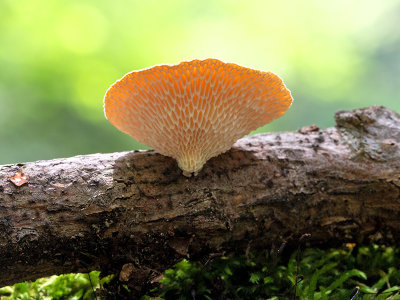 Hexagonal-pored Polypore Mushroom