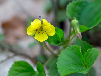 Smooth Yellow Violet