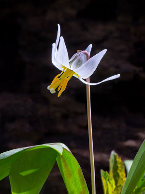 White Dogtooth Violet