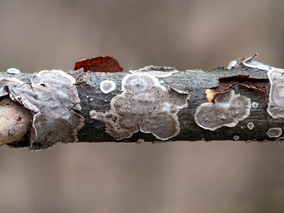 Giraffe Spots Fungus