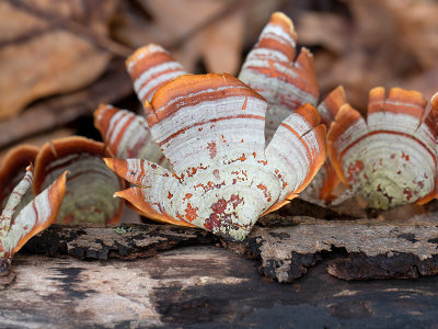 False Turkey Tail Mushroom