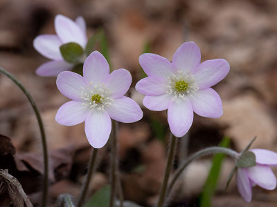 Sharp-Lobed Hepatica