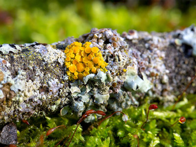 Pin-cushion Sunburst Lichen