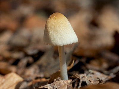 Inky Cap Mushroom