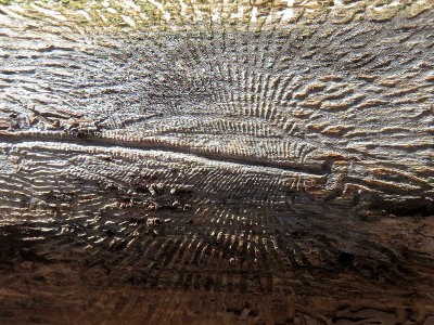 Elm Bark Beetle Galery