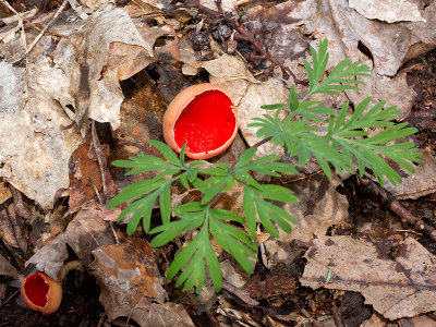 Scarlet Elfcup Fungus