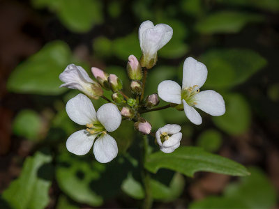 Purple Cress