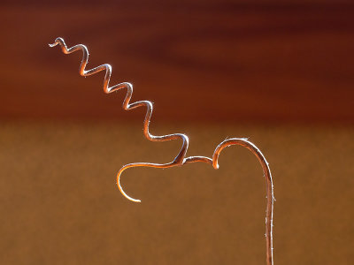 Grape Vine Tendril