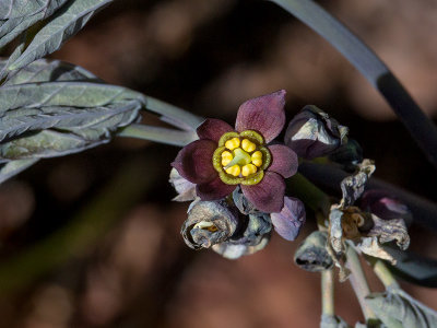 Early Blue Cohosh