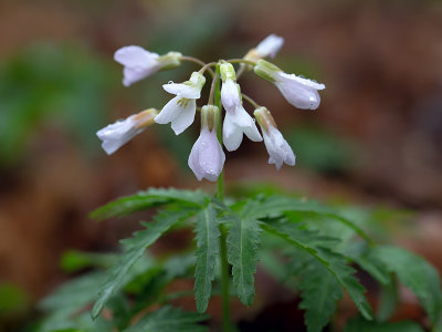 Cutleaf Toothwort