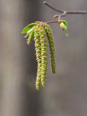 Hop Hornbeam Tree Male and Female Flowers