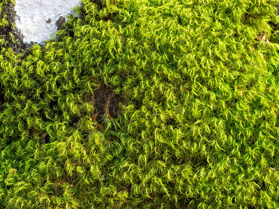 Boulder Broom Moss
