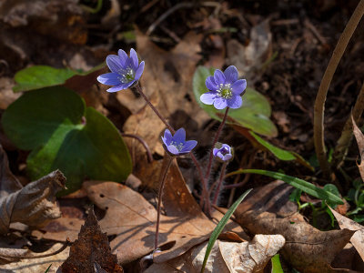 Round-lobed Hepatica