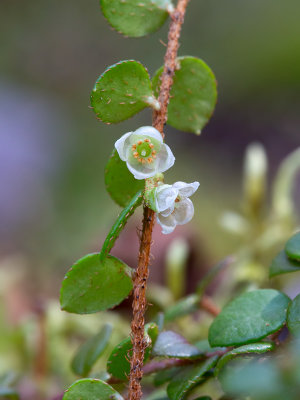 Creeping Snowberry