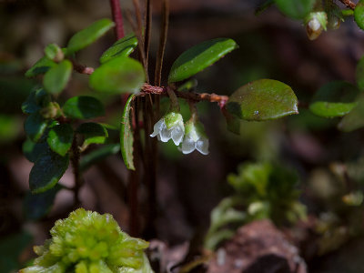 Creeping Snowberry