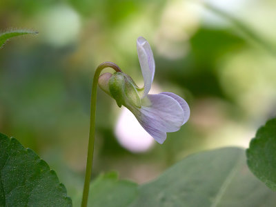 Common Blue Violet