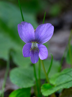 Common Blue Violet