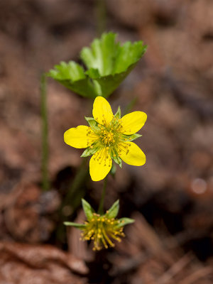 Barren Strawberry