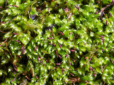 Satin Foxtail Moss