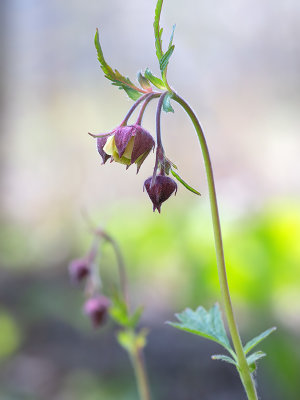 Water Avens