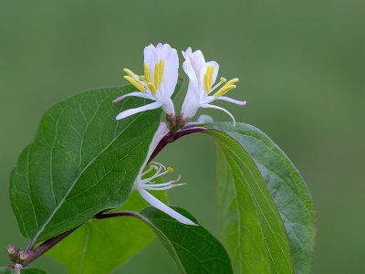 Amur Honeysuckle