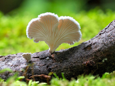 Common Split Gill Mushroom