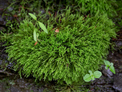 Greater Tongue Moss