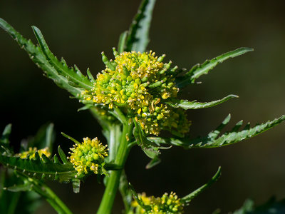 Yellow Cress