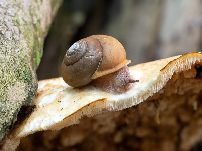 Snail on Dryad's Saddle Mushroom