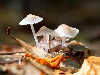Common Mycena Mushroom