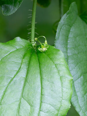 Bristly Greenbrier