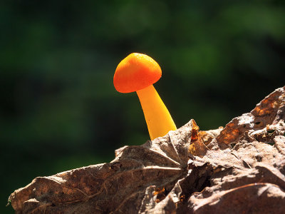 Deadly Galerina Mushroom