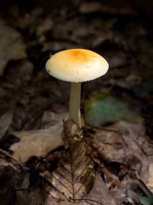 Tawny Grisette Mushroom