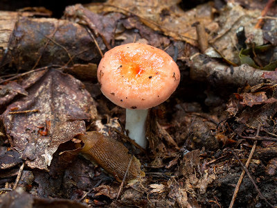 Copper Brittlegill Mushroom