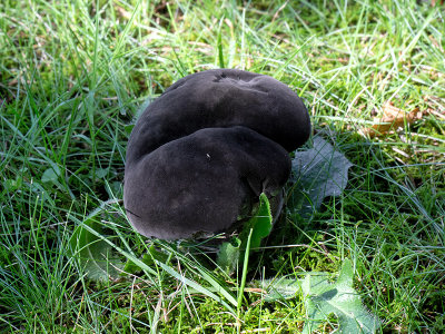 Black Velvet Bolete Mushroom