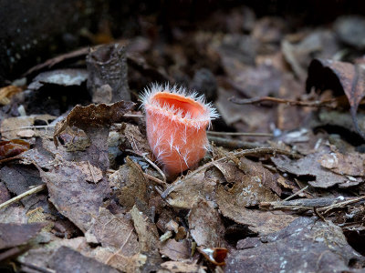 Shaggy Scarlet Cup Mushroom