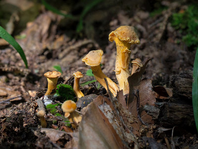 Chanterelle Mushroom