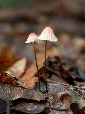 Orange Pinwheel Mushroom