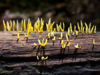 Small Stagshorn Fungus