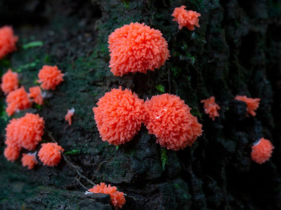 Red Raspberry Slime Mold