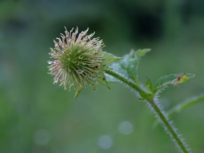 Rough Avens Fruit