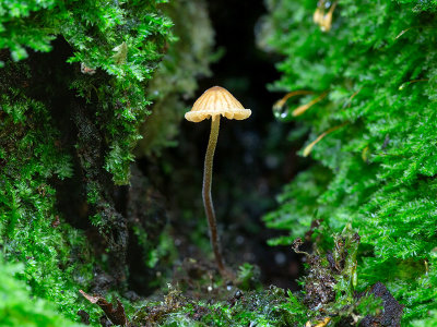 Moss Bell Mushroom