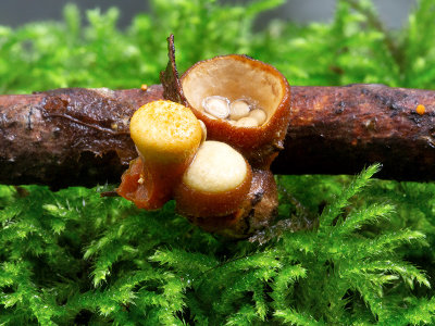 Common Bird's-nest Fungus