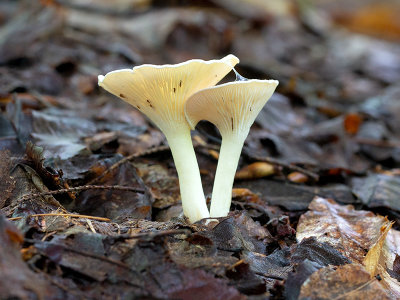 Common Funnel Mushrooms