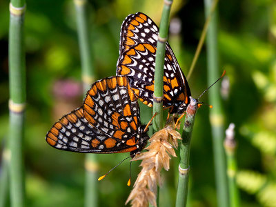 Baltimore Checkerspot Butterflies